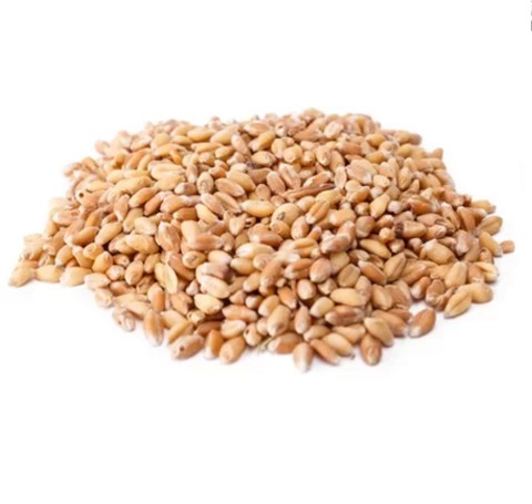 Тут изображение Пшеница