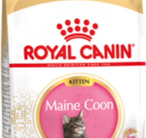 Тут изображение Royal MAINE COON KITTEN,400 гр