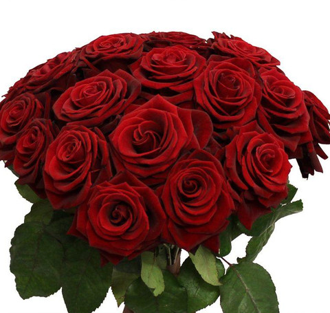 Тут изображение Роза Урал цветная 50 см.